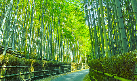 竹林の小径