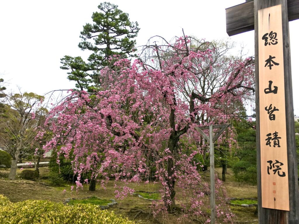 知られざる桜と四季折々の花の名所【智積院】